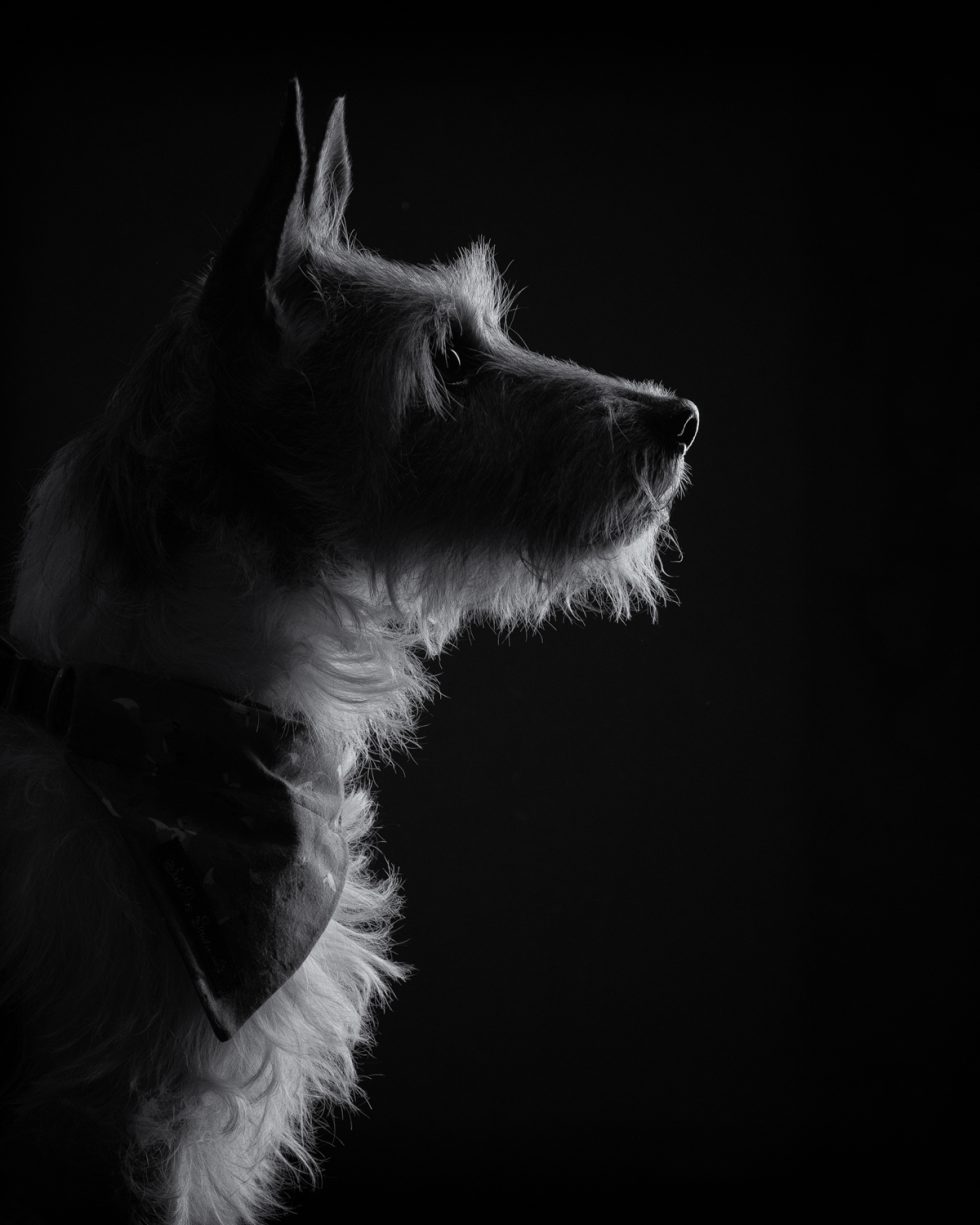 Black and white profile portrait of a terrier dog with a scarf, against a dark background.