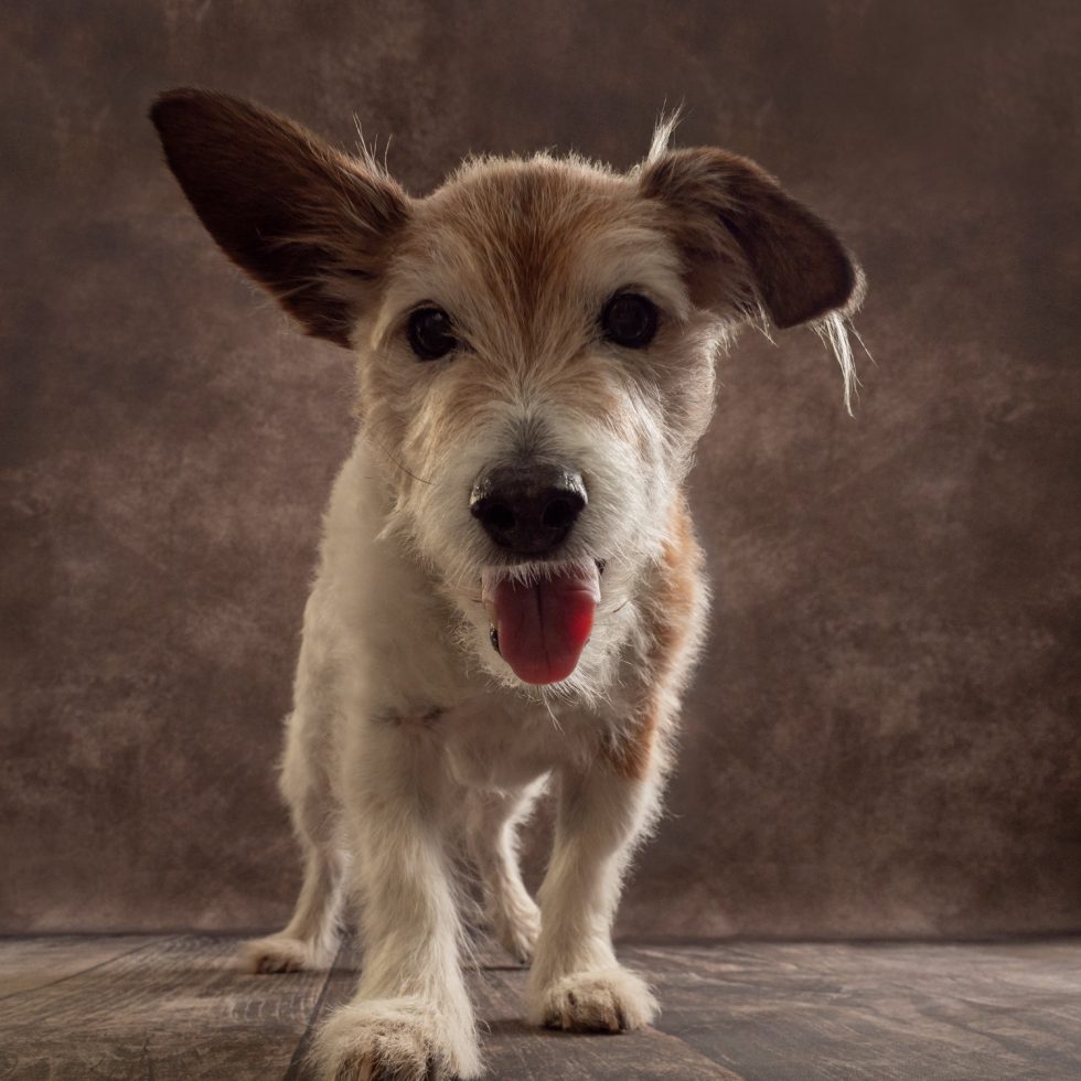 A small, scruffy dog with one ear up and one down, tongue out, standing on a textured surface against a moody backdrop.