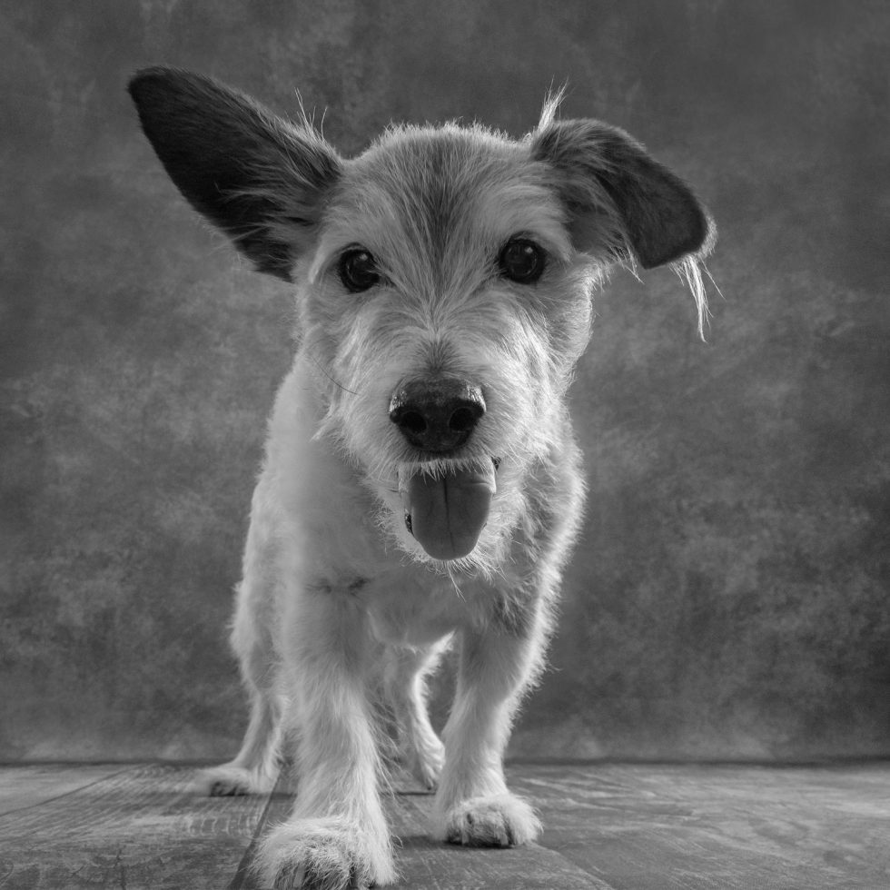 Black and white photo of a small, scruffy dog with one ear up and one ear down, looking directly at the camera.