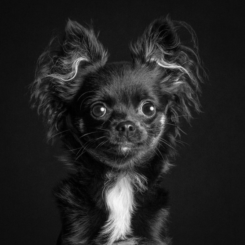 Black and white portrait of a small dog with large, expressive ears and bright eyes, set against a dark background.