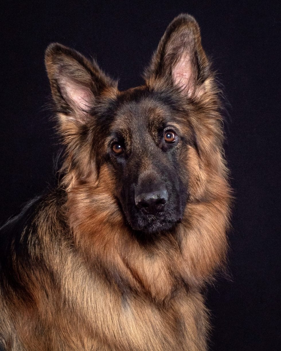 Portrait of a german shepherd with alert expression against a black background.