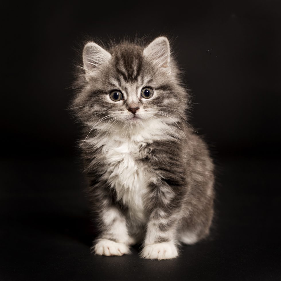 A fluffy gray and white kitten with striking eyes, standing against a black background.