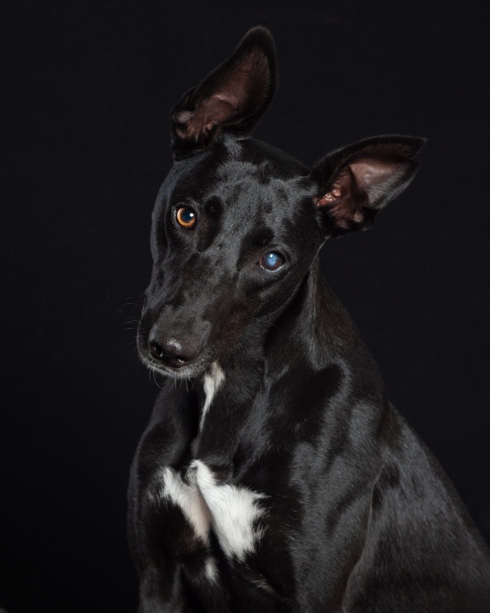 A black dog with one blue eye and one brown eye, turning its head slightly with ears perked up, against a dark background.