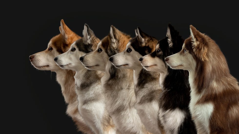 Profile view of five husky dogs in a row, each with distinct fur markings, against a dark background.