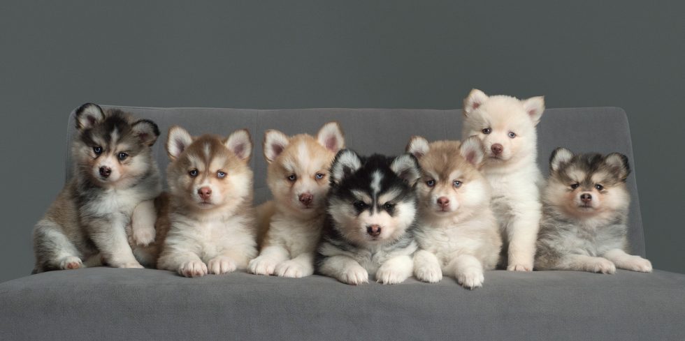 Seven siberian husky puppies with varying coat colors seated in a row on a gray sofa.