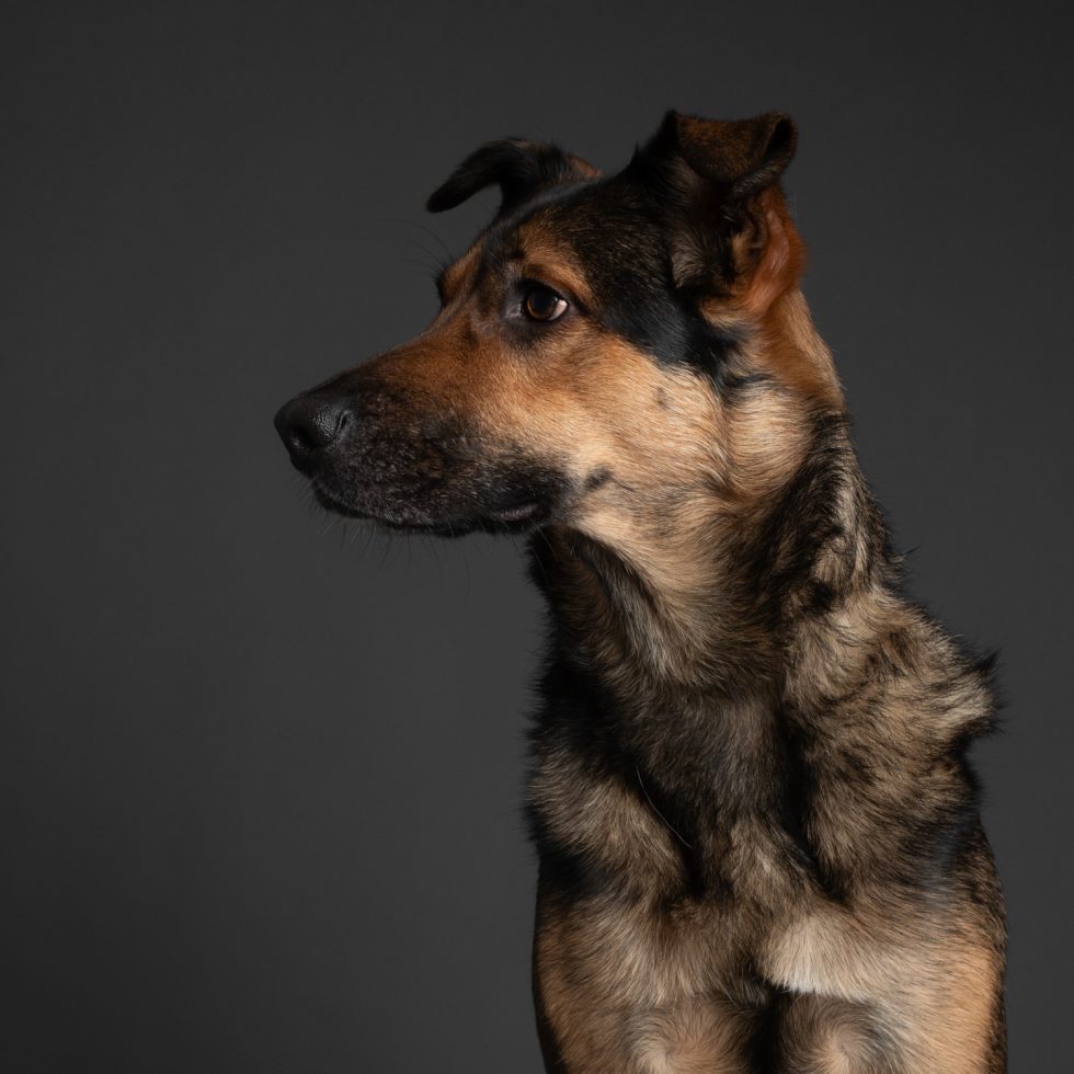 Portrait of a german shepherd mix dog looking to the side with a dark background.