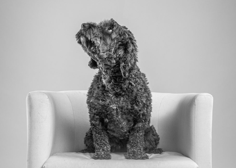 A black curly-haired dog sitting upright on a light gray armchair, looking upwards, against a plain background.
