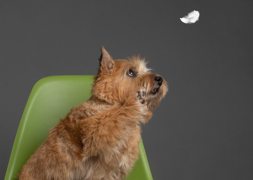 A brown dog sitting on a green chair, intently watching a feather floating above its head against a gray background.