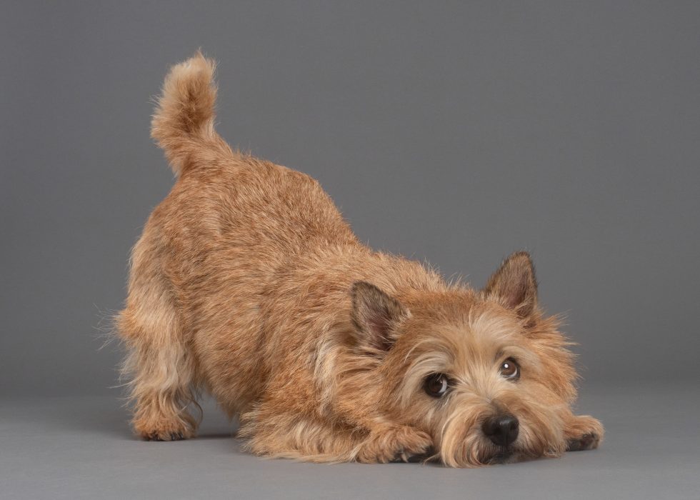 A small, brown norwich terrier dog in a playful stance on a gray background.