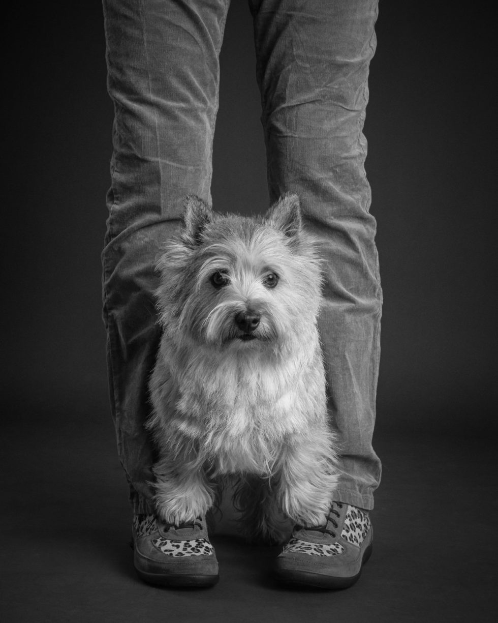 A small, fluffy dog standing between a person's legs, both facing forward, against a gray backdrop. the person is wearing jeans and patterned sneakers.