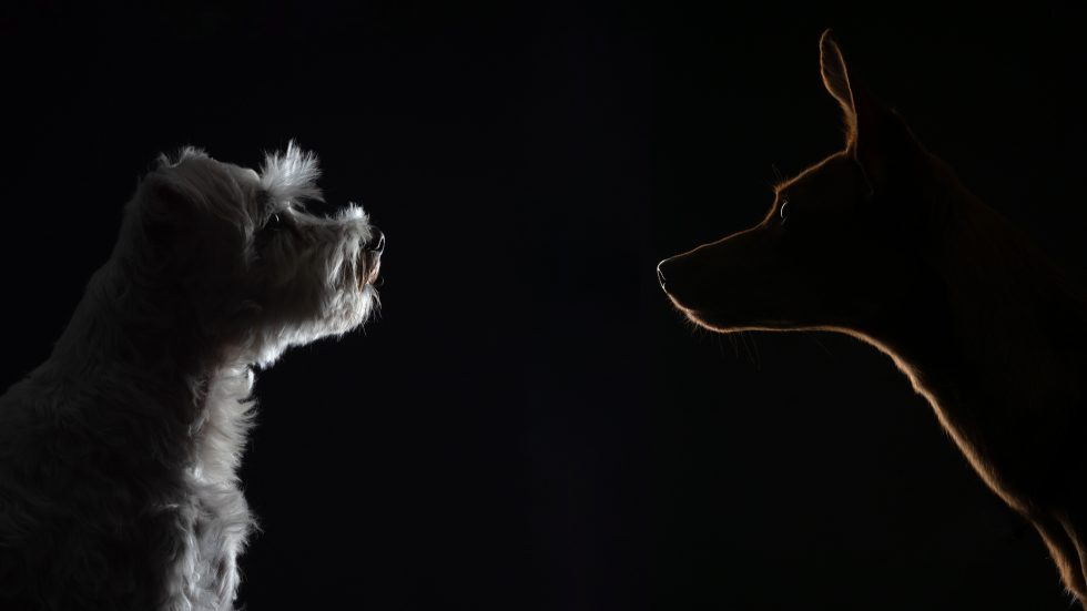 Silhouettes of two dogs facing each other, one a small, fluffy breed and the other a larger, smooth-coated breed, against a dark background.