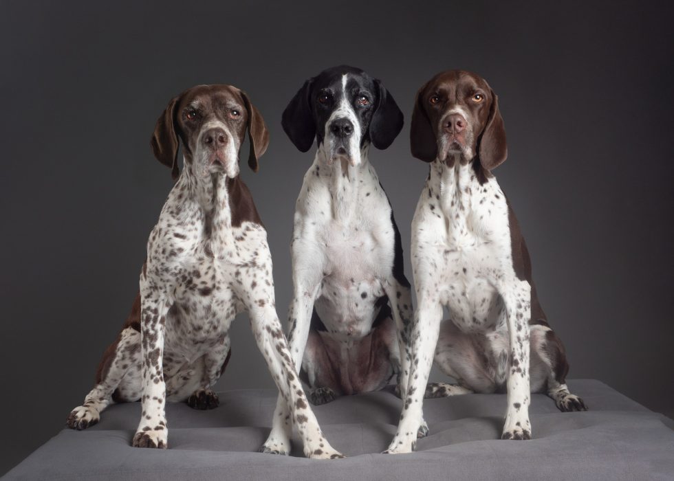Three german shorthaired pointers sitting side by side on a gray backdrop, looking directly at the camera.
