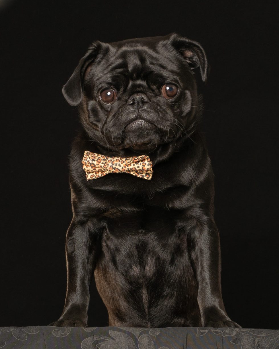 A black pug wearing a leopard print bow tie poses against a dark background.