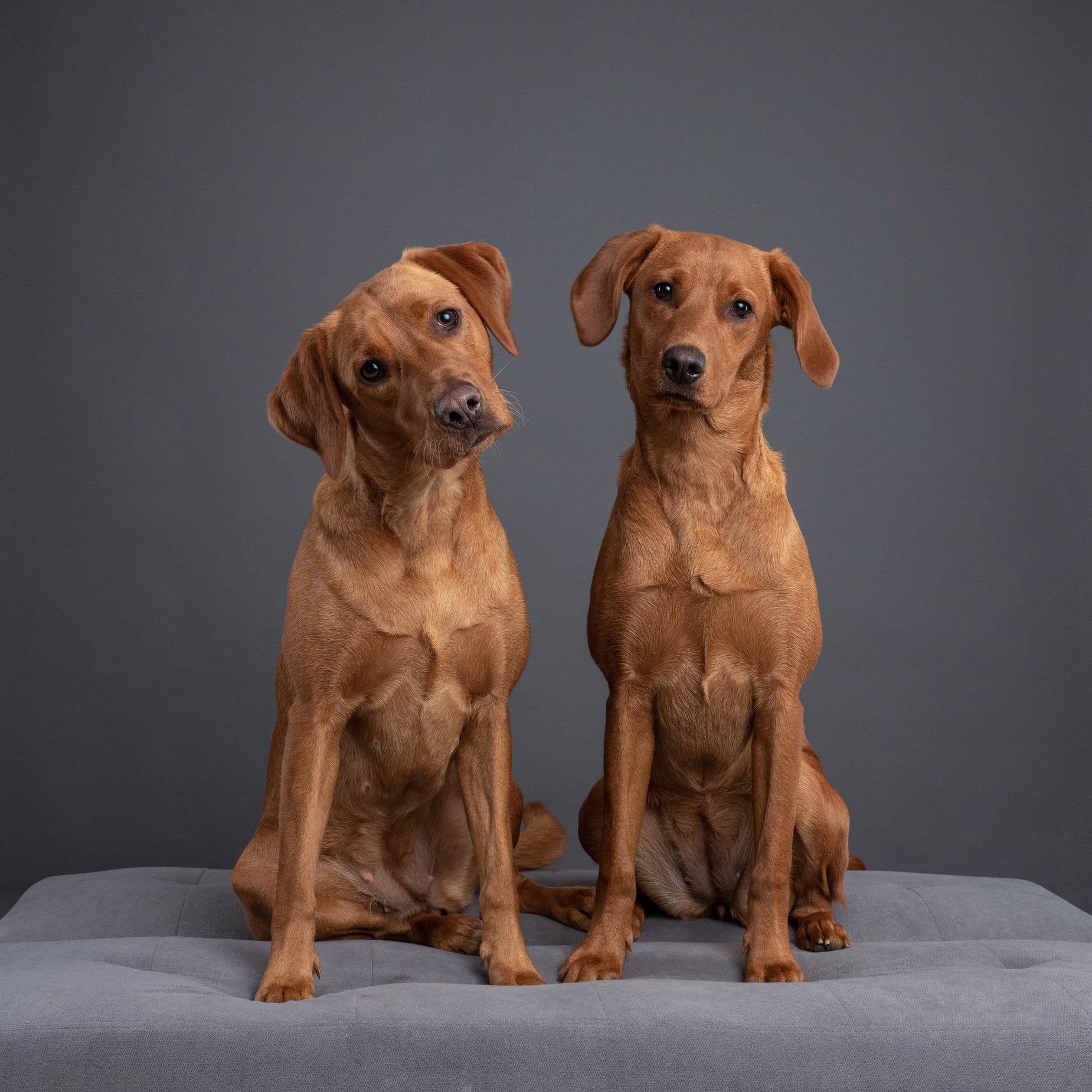 OLYMPUS DIGITAL CAMERA Two brown dogs sitting on a grey ottoman against a dark grey background, looking directly at the camera.