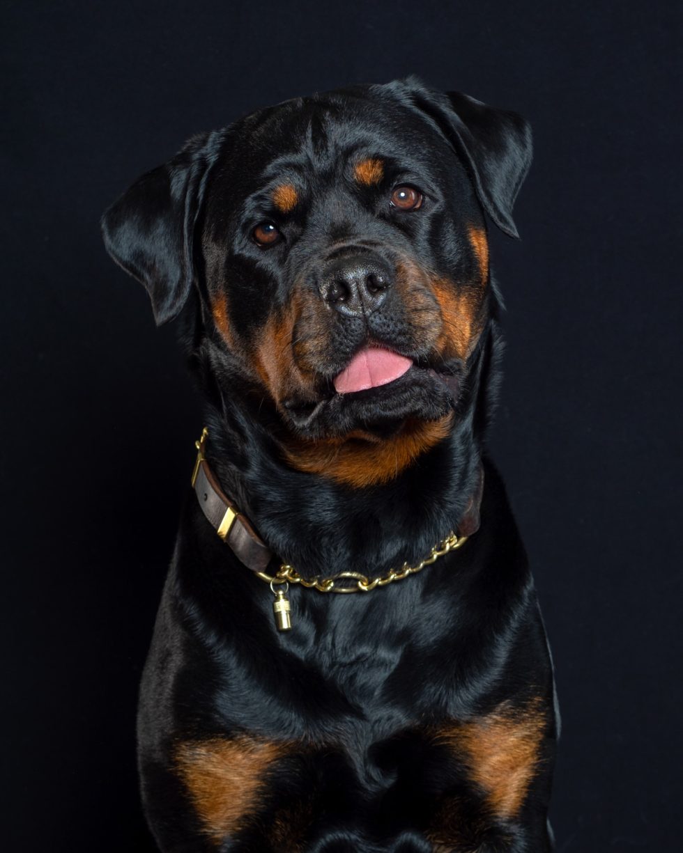 A rottweiler with a shiny coat and a gold chain collar, tongue slightly out, against a black background.