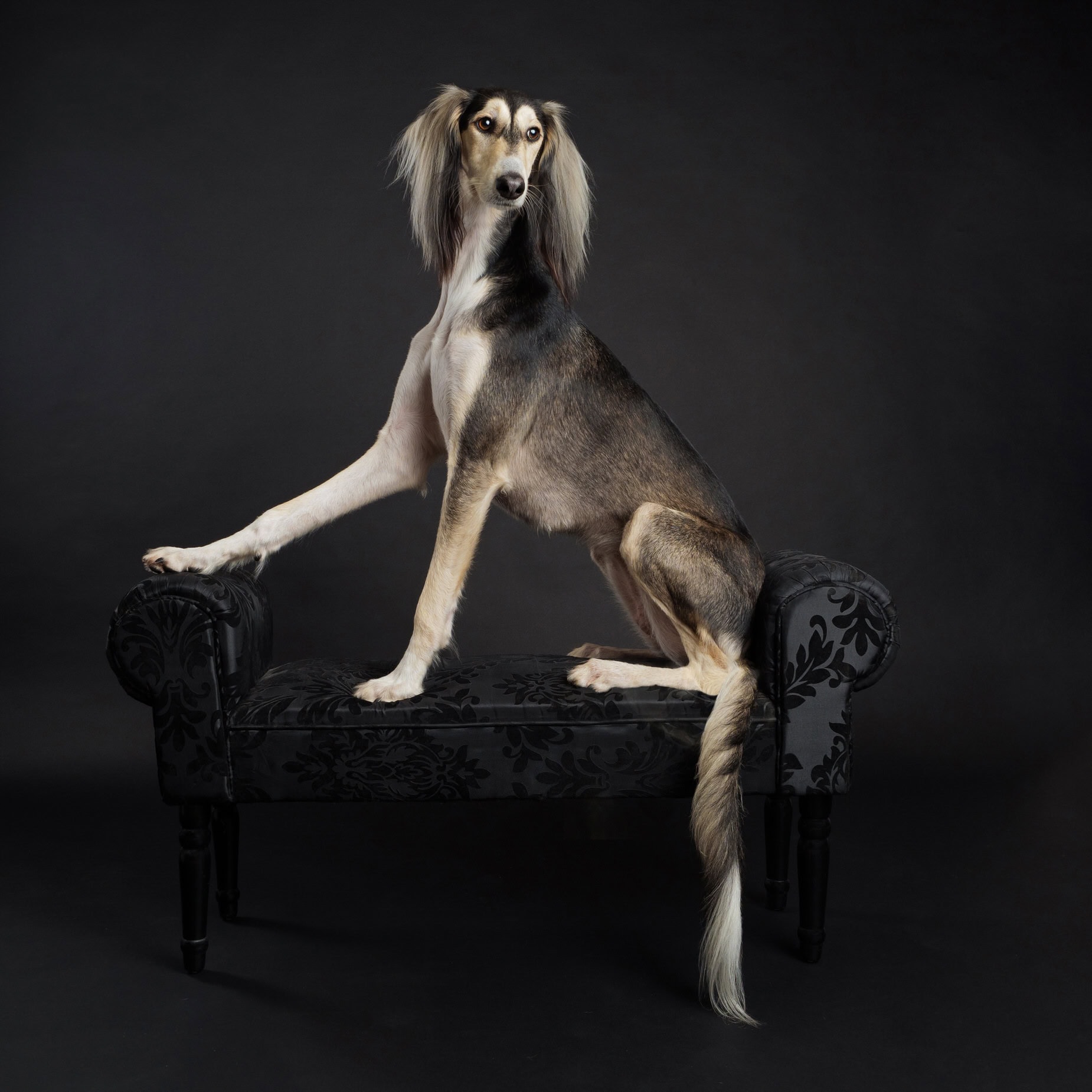 Saluki-Dog-on-Chaise-Sighthound-01 A saluki dog sits elegantly on a black ornate bench with a dark background, showcasing its long legs and graceful posture.