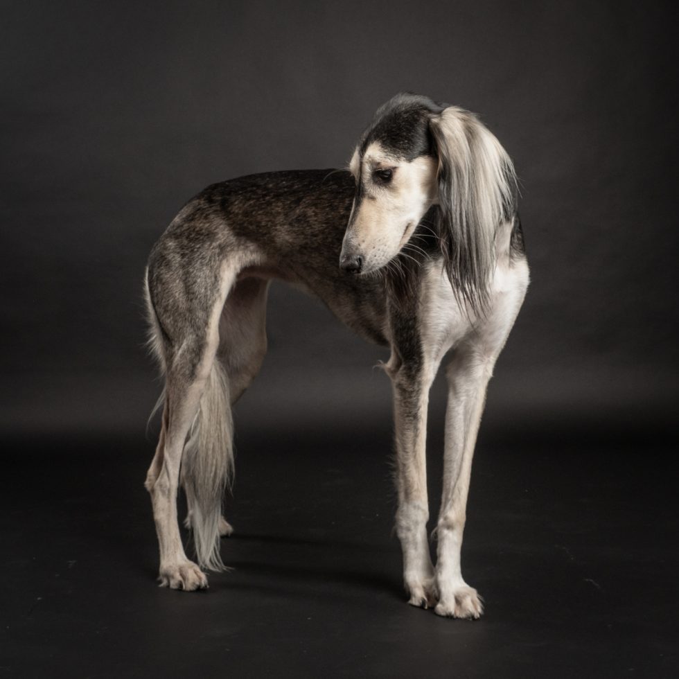 A slender saluki dog standing on a dark background, displaying its long ears and silky fur.