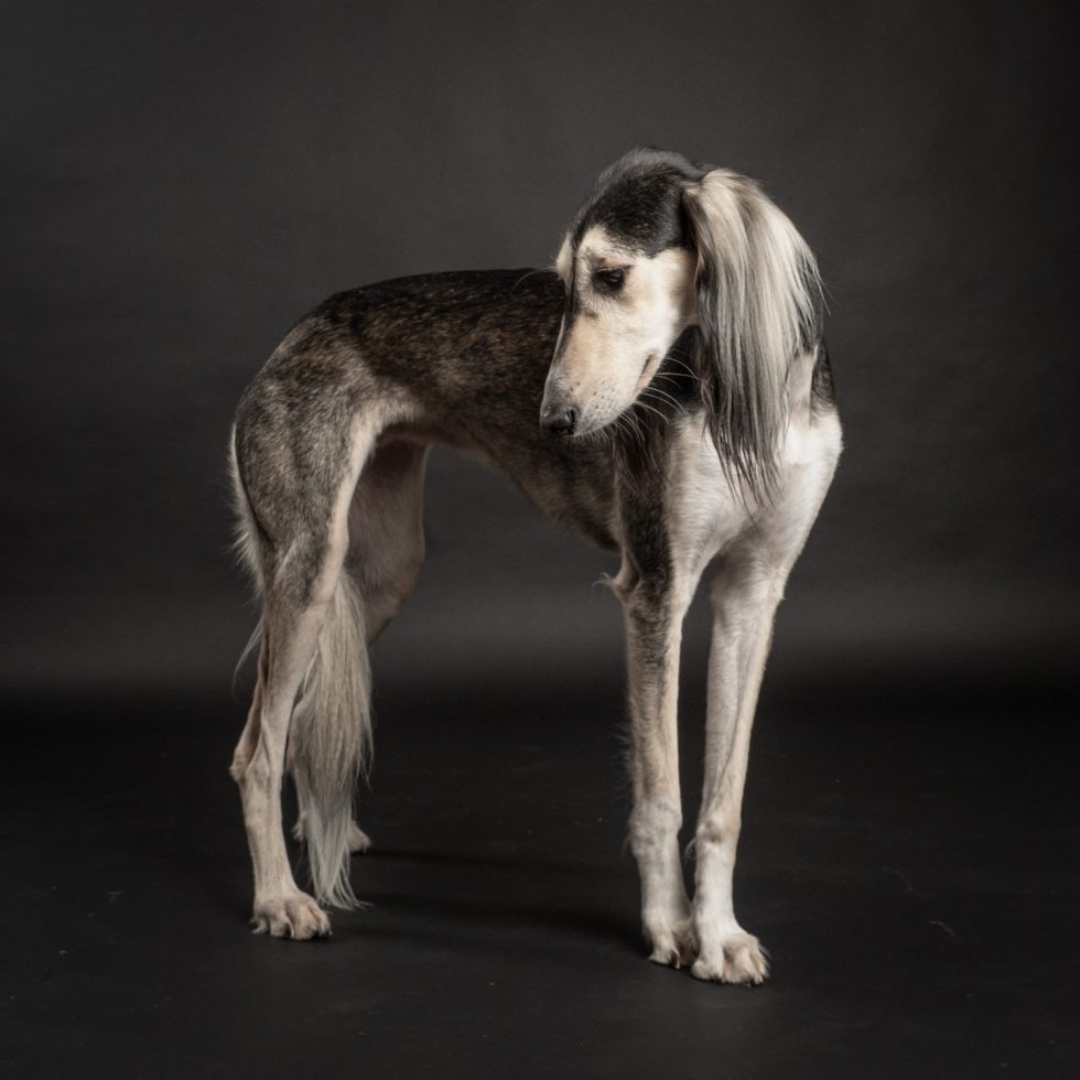 A saluki dog standing against a black background, displaying its slender body and long, flowing ears.