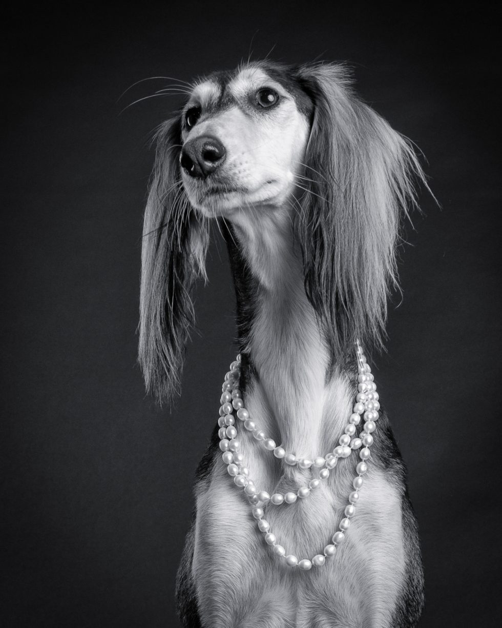 A black and white portrait of a long-haired dachshund wearing a pearl necklace, sitting against a dark background.
