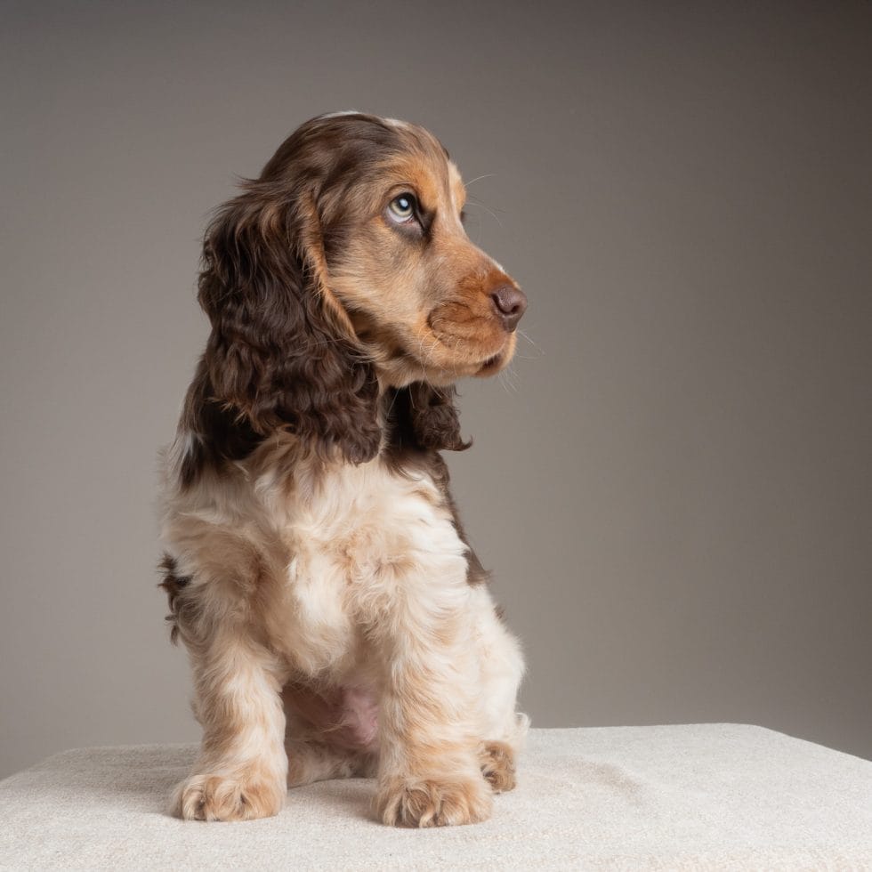 A young brown and white cocker spaniel puppy sits on a beige surface, looking to the side with an attentive expression.