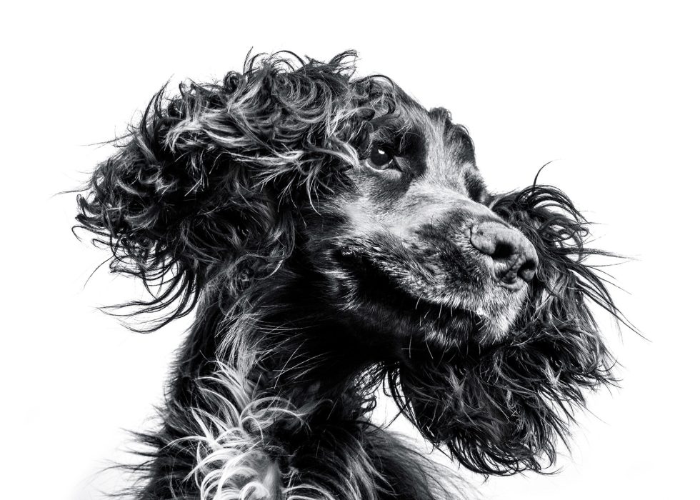 Black and white portrait of a curly-haired dog with its fur blowing in the wind, profile view against a white background.
