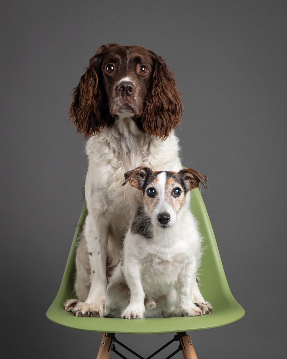 Two dogs, a brown and white spaniel and a small white and brown terrier, sitting on a green chair against a gray backdrop.