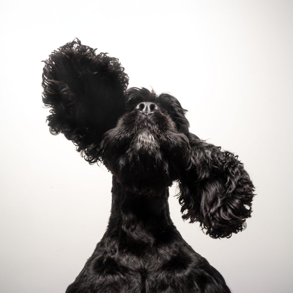 A black poodle with its ears flared up and looking upwards against a white background.