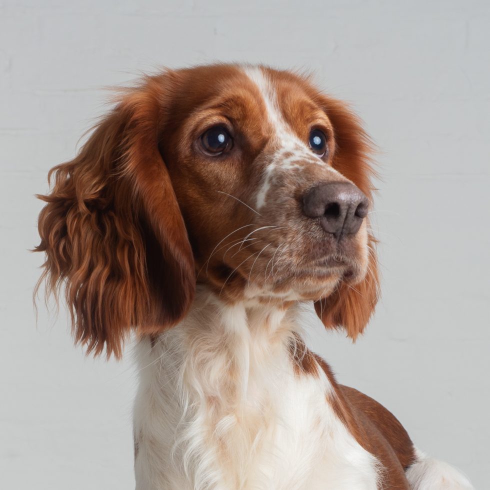 A brown and white dog with floppy ears gazes to the side against a neutral background.