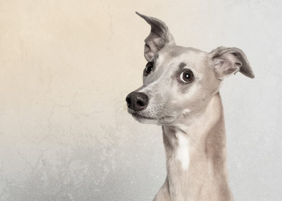A portrait of a greyhound with a curious expression, its ear perked up, against a textured beige background.