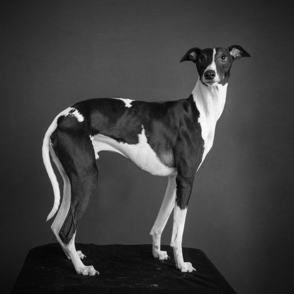 A black and white whippet dog standing on a dark platform against a grey backdrop, looking alert.