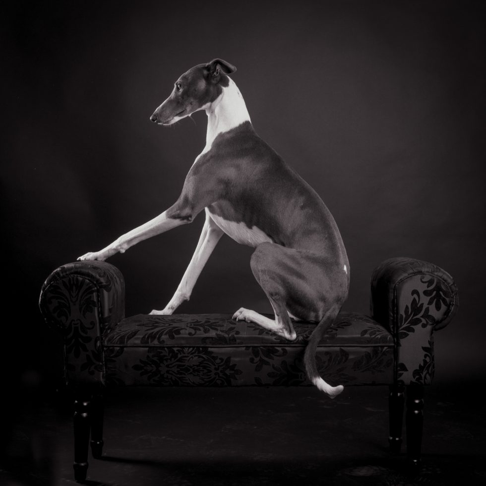 A greyhound sitting elegantly on a vintage upholstered chair against a dark backdrop.
