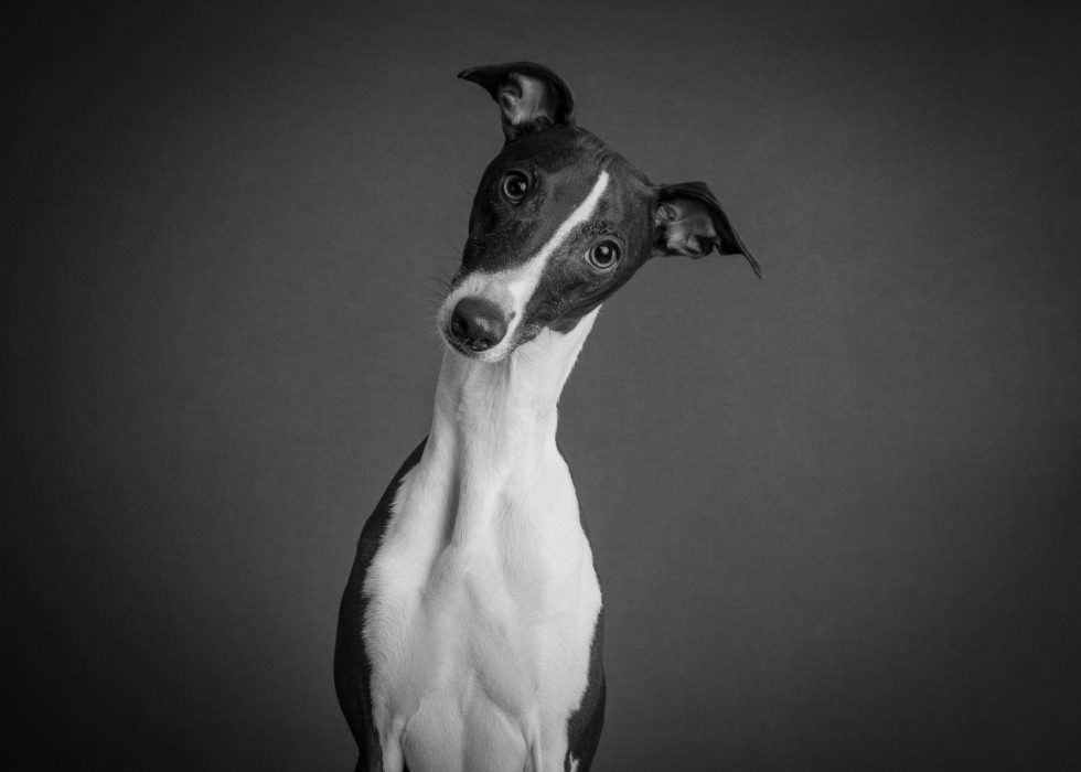 A black and white portrait of an italian greyhound with a curious expression, standing against a plain gray background.