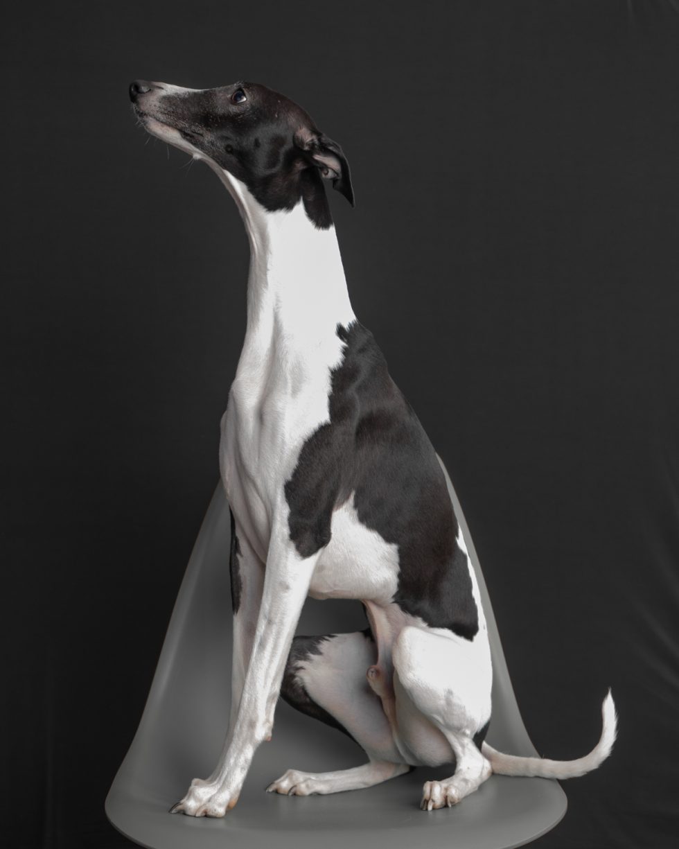 An elegant black and white whippet dog sitting gracefully on a gray surface against a black background.