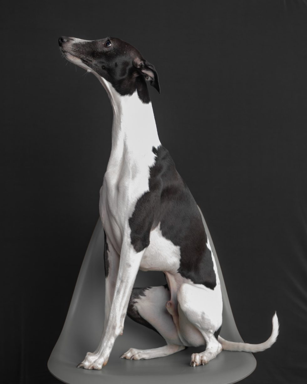A black and white whippet dog sitting gracefully against a dark background, looking to its left with attentive eyes.