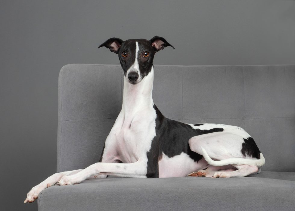 A black and white whippet dog lying elegantly on a gray sofa, looking directly at the camera.