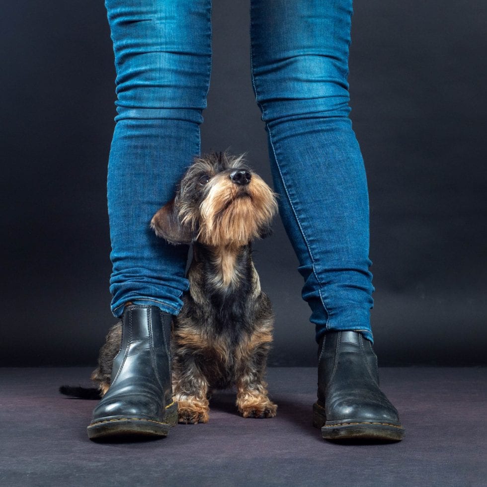 A small dog standing between a person's legs, both wearing jeans and black boots against a dark background.