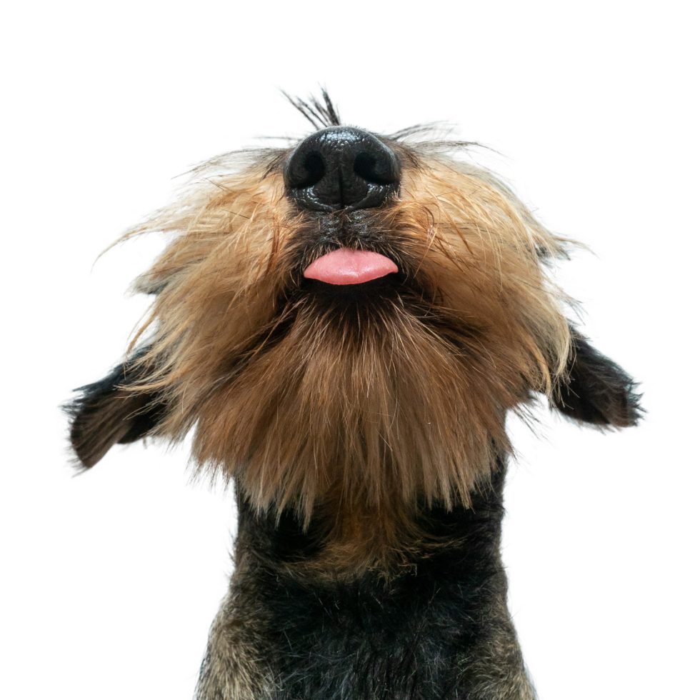 Close-up of a scruffy dog with its head tilted upwards, tongue sticking out, against a white background.