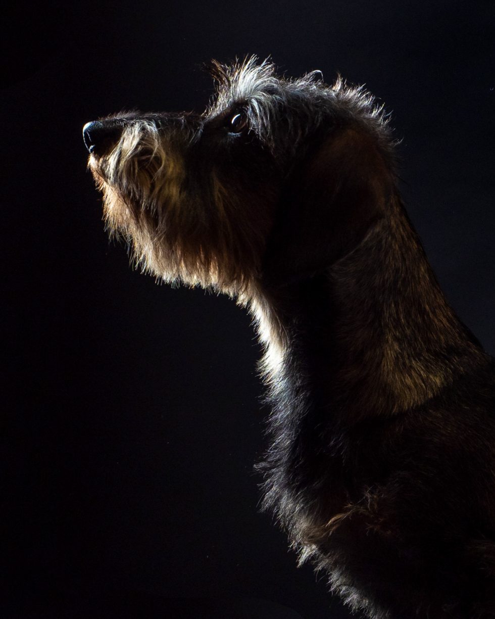 Profile of a wire-haired dachshund against a dark background, highlighted dramatically from above.