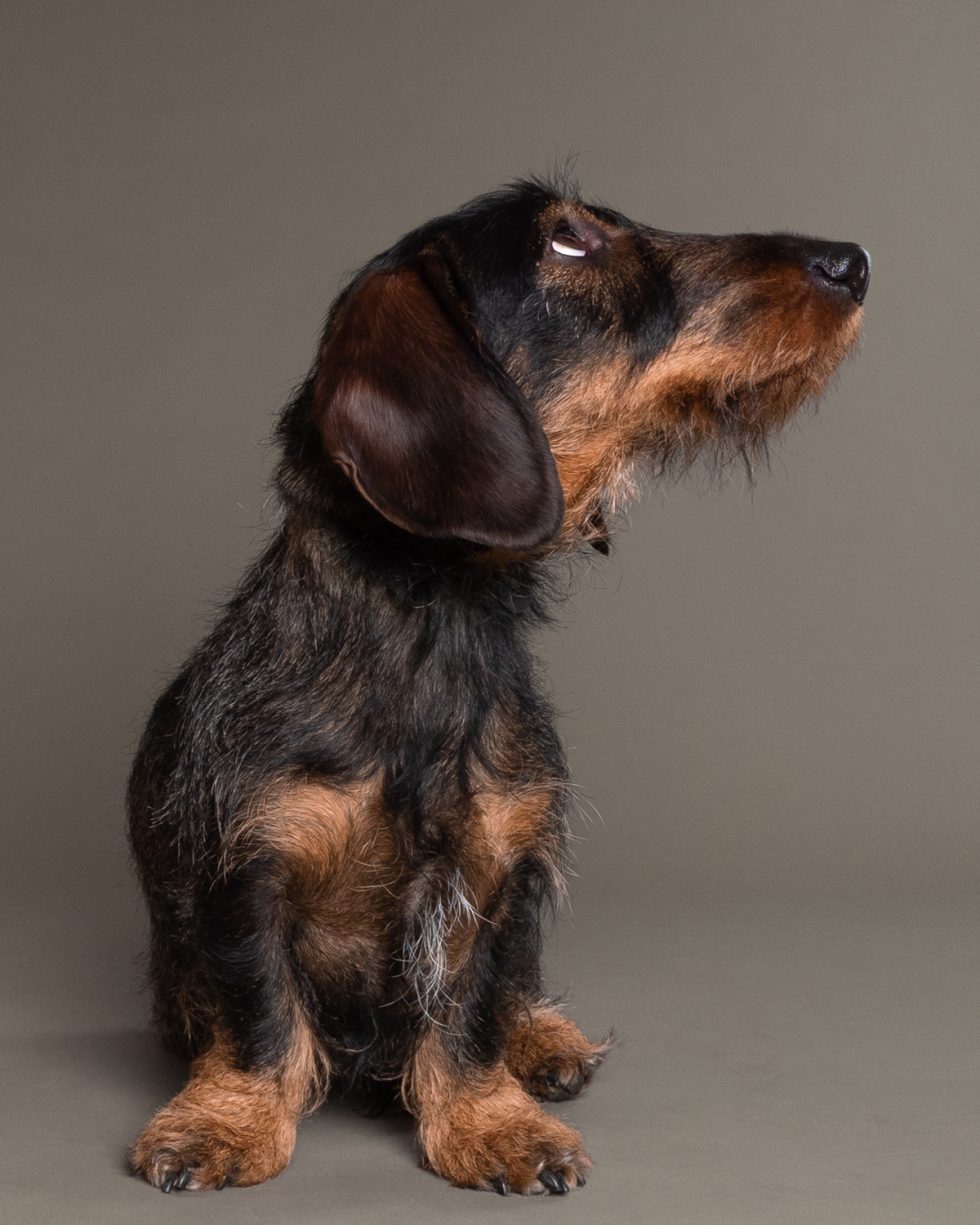 A wire-haired dachshund sitting and looking up, set against a gray background.