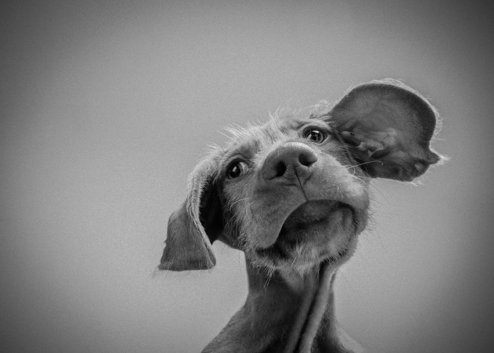 Black and white photo of a curious puppy tilting its head upward with one ear lifted, against a plain background.