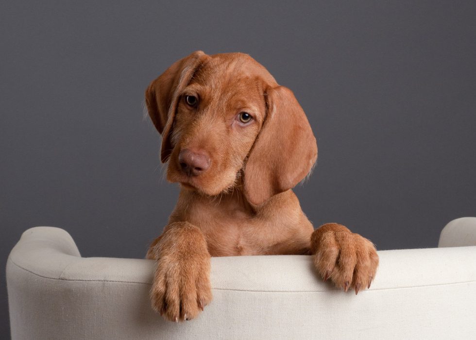 A young brown vizsla puppy with a tilted head resting its paws on the back of a beige sofa, against a grey background.
