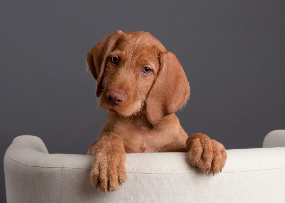 A young brown puppy with floppy ears resting its paws on the back of a beige sofa, against a gray background.