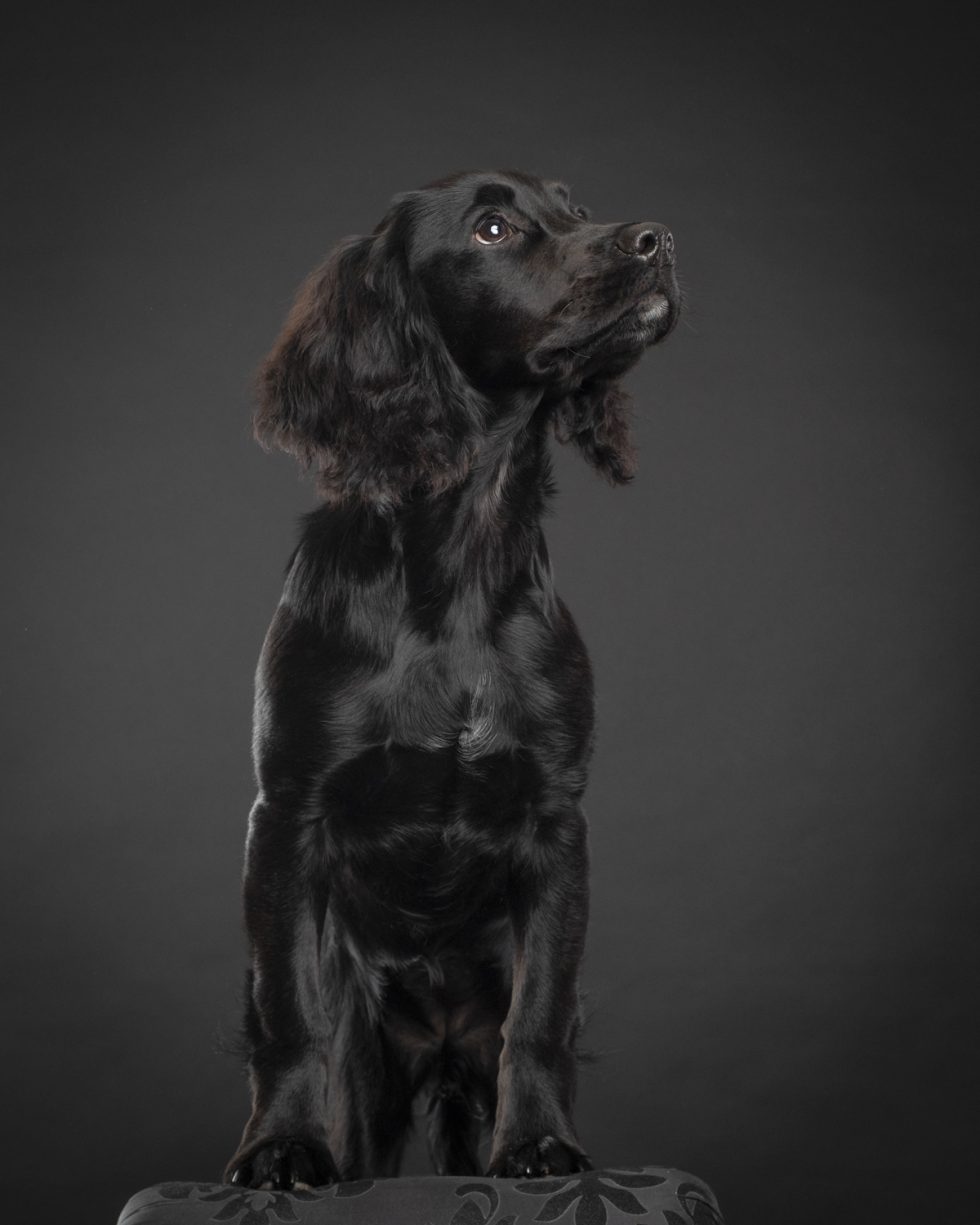 A black spaniel dog sits attentively, looking upwards, against a dark gray background.