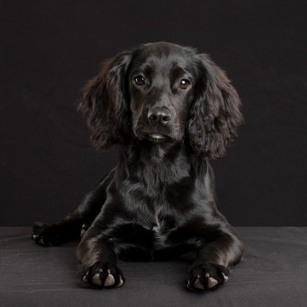A black spaniel puppy with glossy fur sitting against a dark background, looking directly at the camera with expressive eyes.