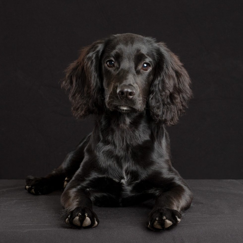 A black spaniel dog with glossy fur sitting against a dark background, looking directly at the camera with attentive eyes.