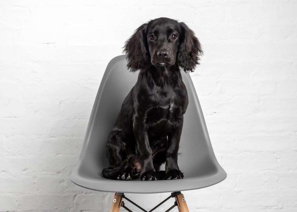 A black spaniel dog sitting attentively on a gray modern chair against a white brick wall.