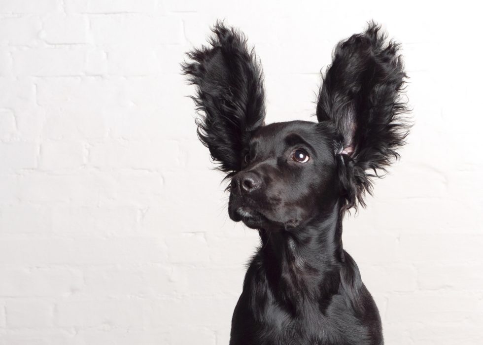 Black dog with notably large, fluffy ears standing erect, looking upward against a white brick wall background.