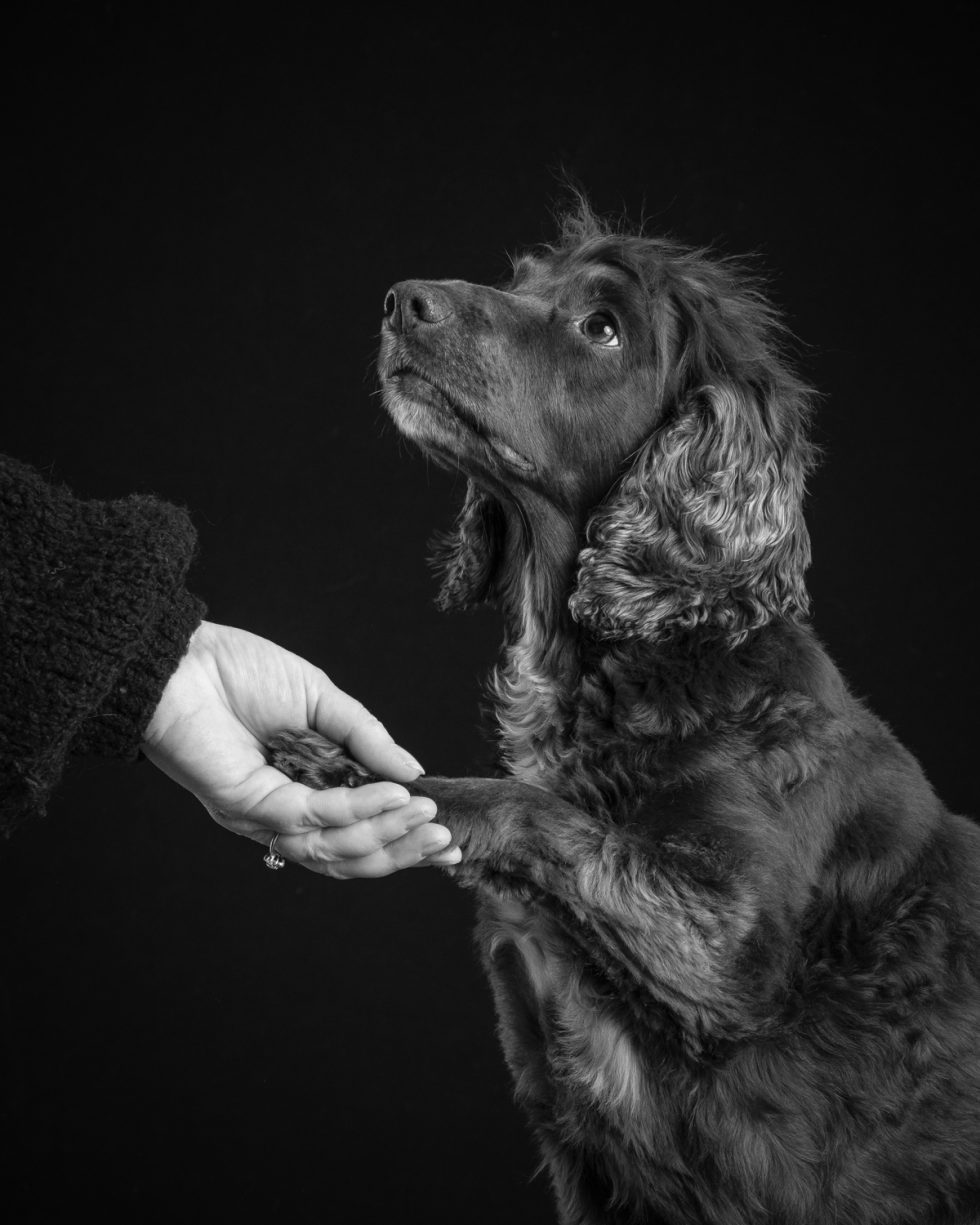 A black-and-white photo showing a brown dog gently placing its paw in a person's outstretched hand against a dark background.