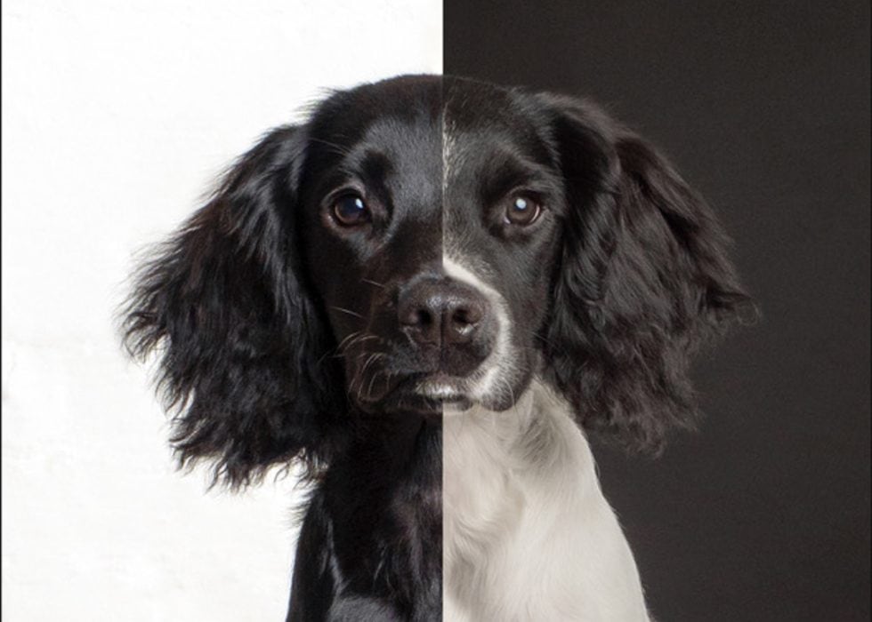 Portrait of a black and white spaniel with long ears looking directly at the camera against a white background.