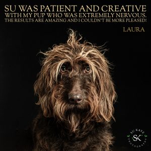 Testimonial Review Pet Portrait BULLOCK Pointer Poodle Mixed Breed 2 A shaggy-haired dog poses against a dark background. Text above reads a testimonial praising "Su" for being patient and creative during a photoshoot with a nervous pup. Photographed by Su Kaye Photography.
